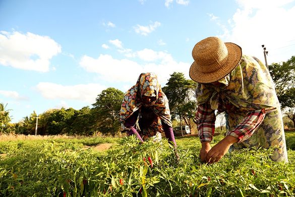 粮农组织报告：支撑人类食物系统的生物多样性正在消失