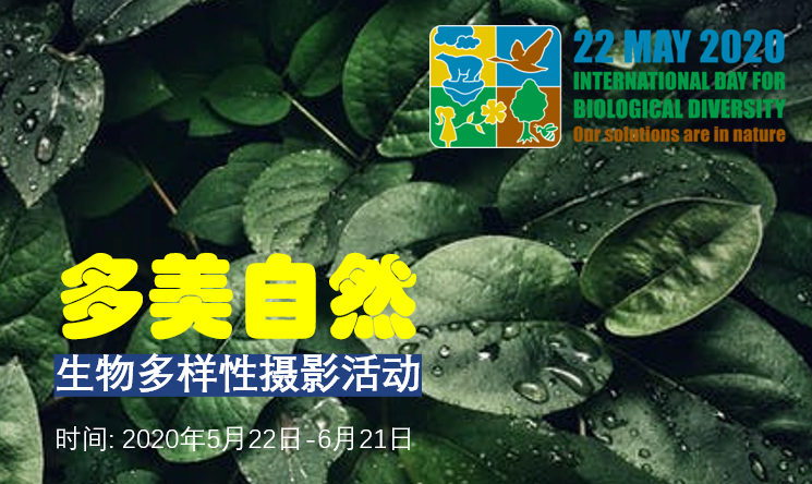 参与“多美自然”2020生物多样性摄影活动，从身边开始关注和支持