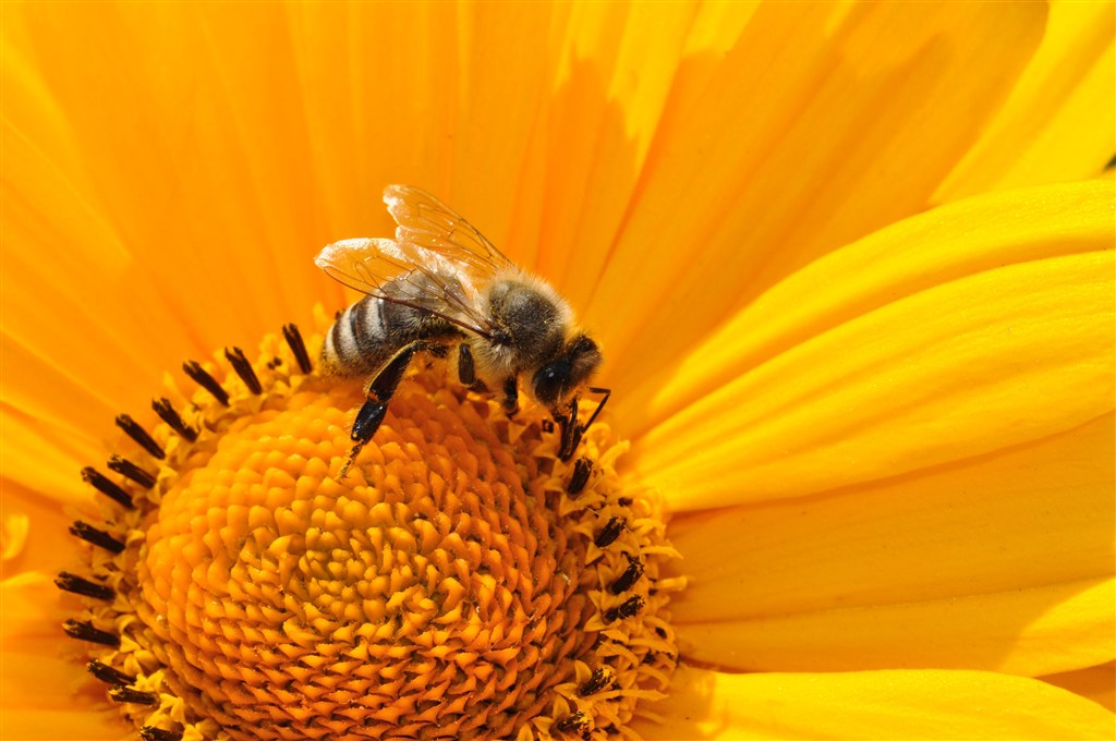 如果蜜蜂消失了，人类仅剩下4年光阴