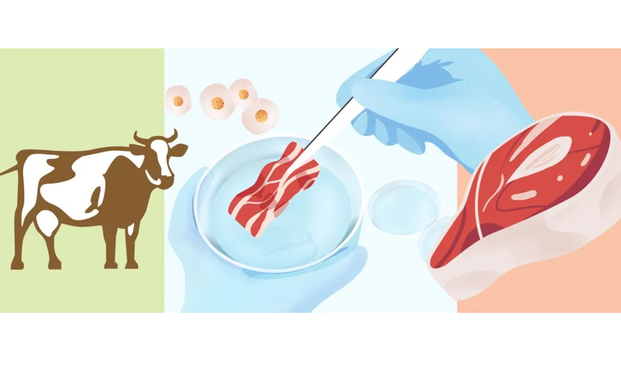 蛋白质的革命：为什么我们越来越关注人造植物肉