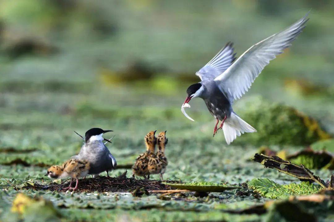 保护生物多样性，构建人与自然和谐相处的地球家园